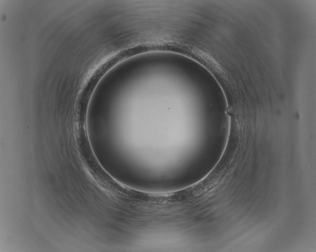 X0000076330728200610061435