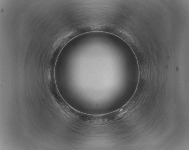 X0000076330740200610061435