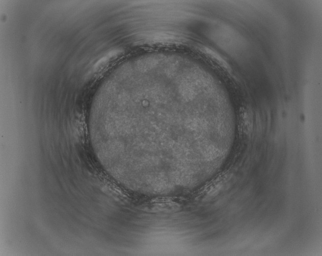 X0000076330918200610061431
