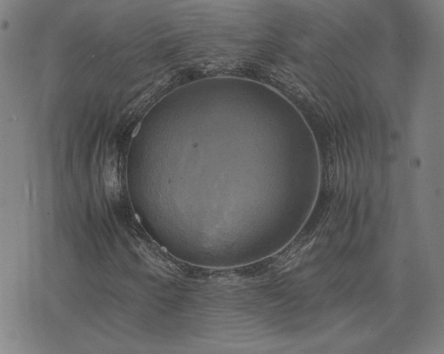 X0000076331250200610061427
