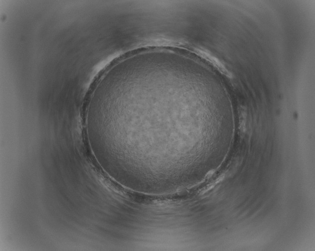 X0000076331264200610061426