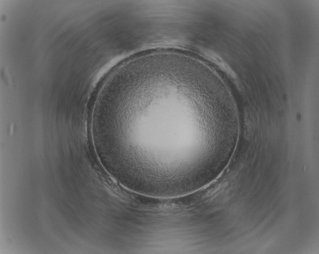 X0000076331316200610061425