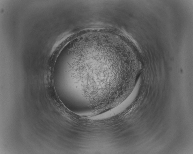 X0000076331352200610061425