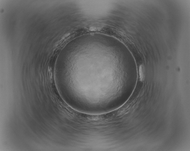 X0000076331443200610061423