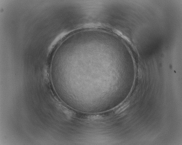 X0000076331454200610061423