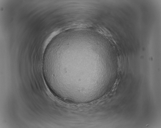 X0000076330003200610161720