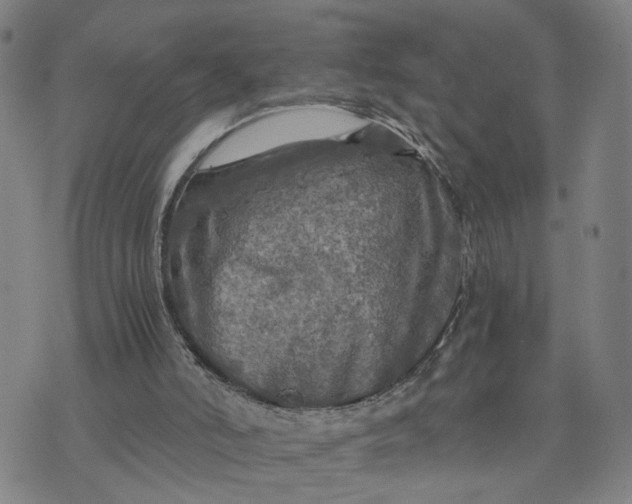 X0000076330006200610161720