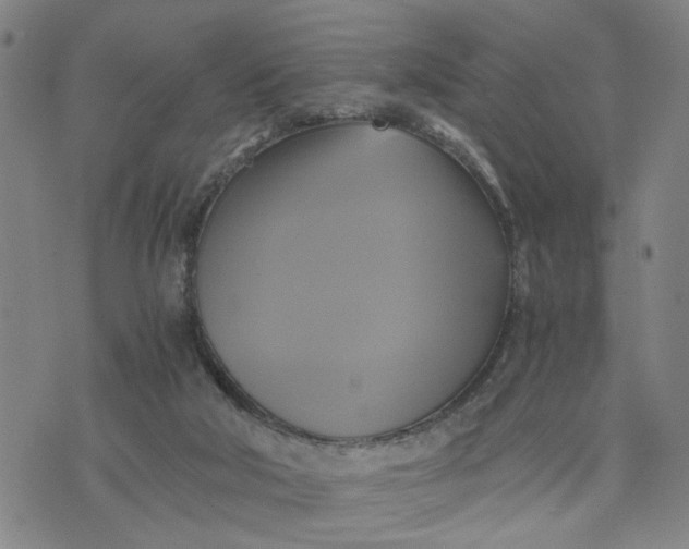 X0000076330018200610161720