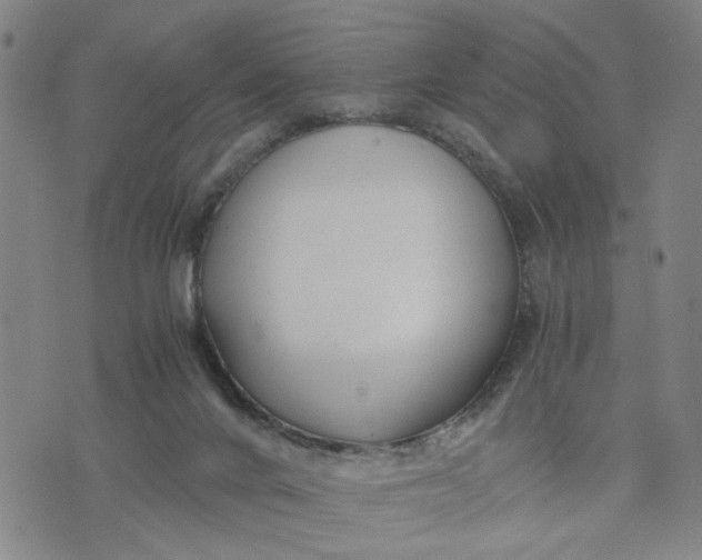 X0000076330024200610161720