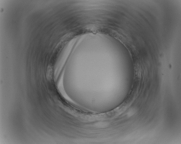 X0000076330036200610161720