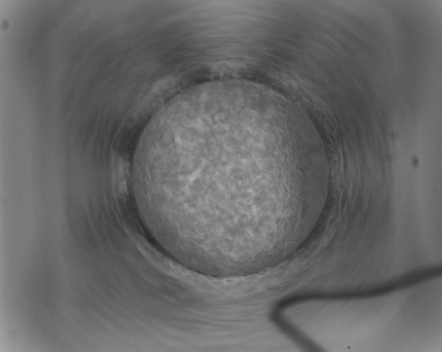 X0000076330038200610161720