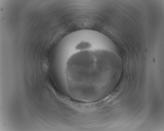 X0000076330040200610161720