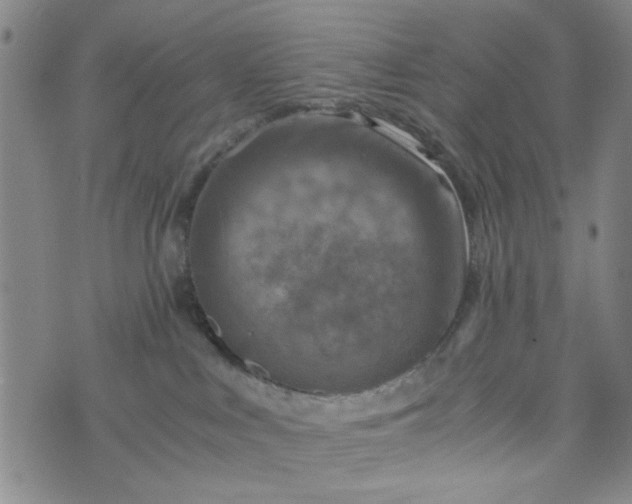 X0000076330043200610161720