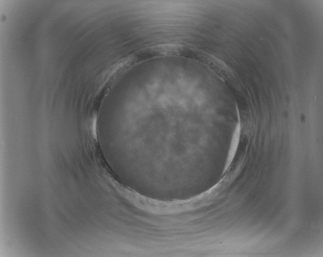 X0000076330047200610161720