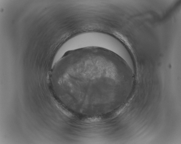 X0000076330065200610161719