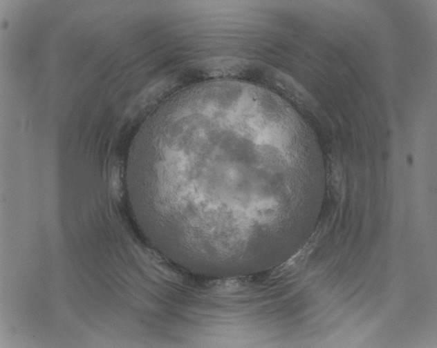 X0000076330074200610161719