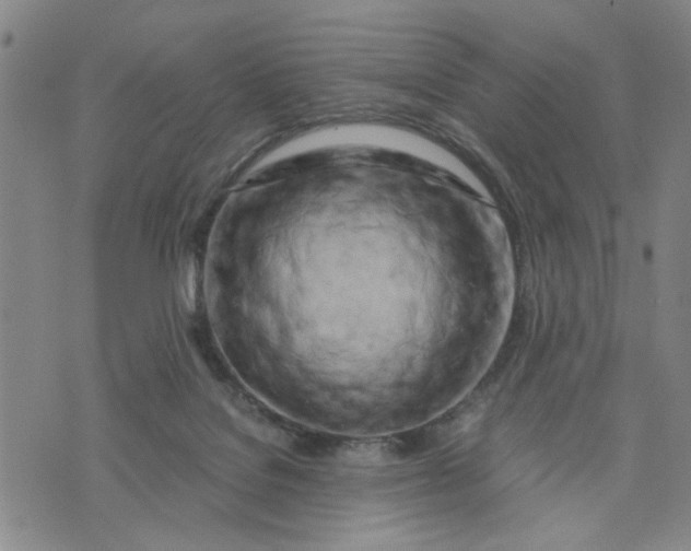 X0000076330076200610161719