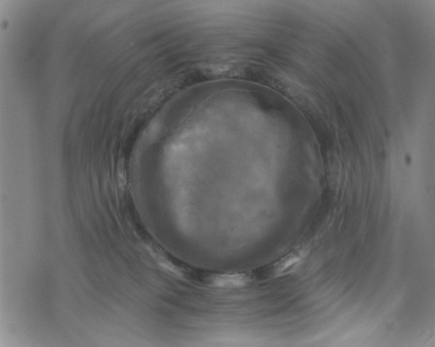 X0000076330085200610161719