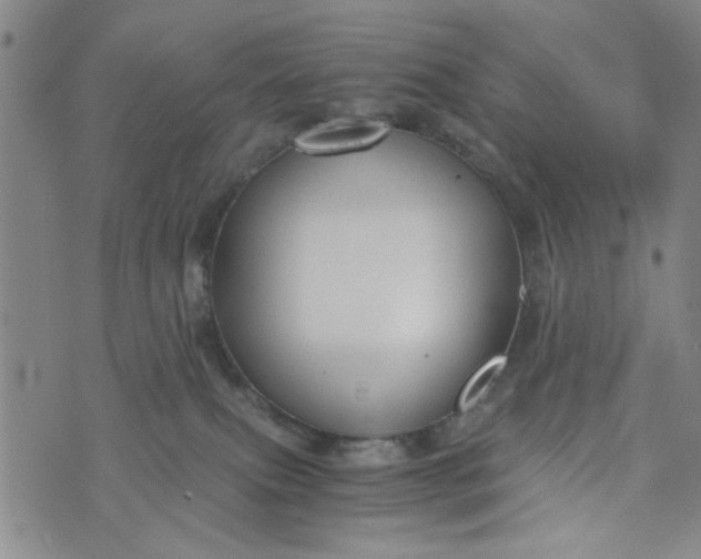 X0000076330087200610161719