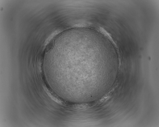 X0000076330106200610161719