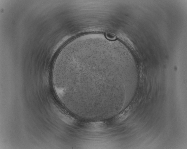 X0000076330108200610161719