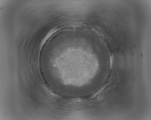 X0000076330195200610161717