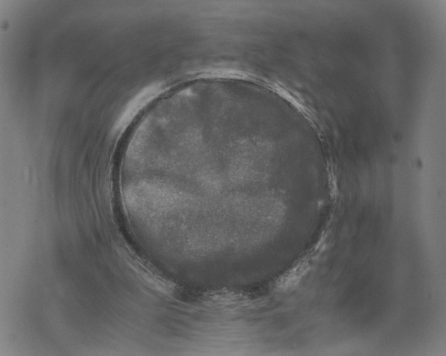 X0000076330199200610161717