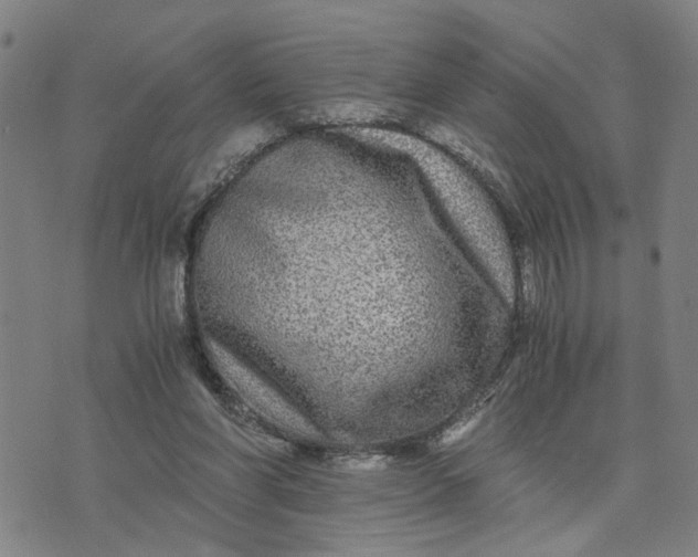 X0000076330206200610161717