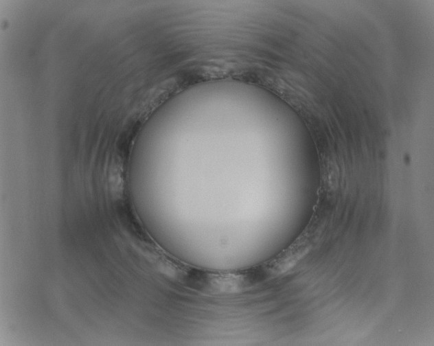 X0000076330226200610161717