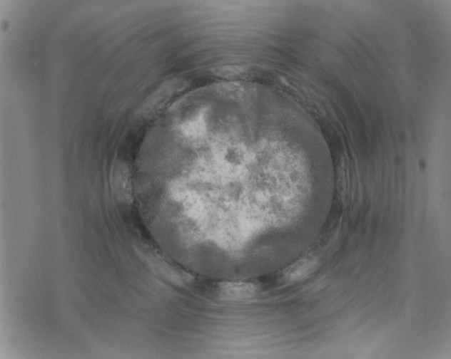 X0000076330234200610161717