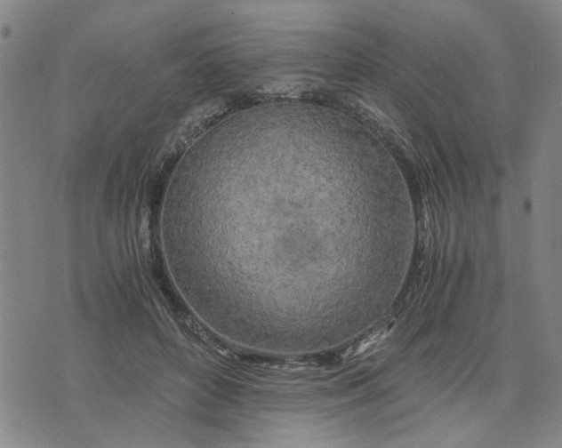 X0000076330504200610161712