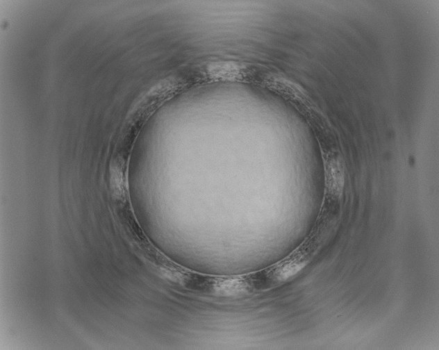 X0000076330705200610161709