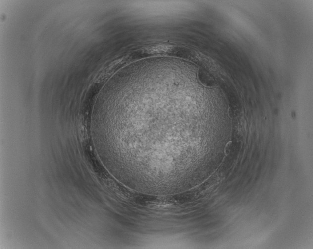 X0000076330743200610161708