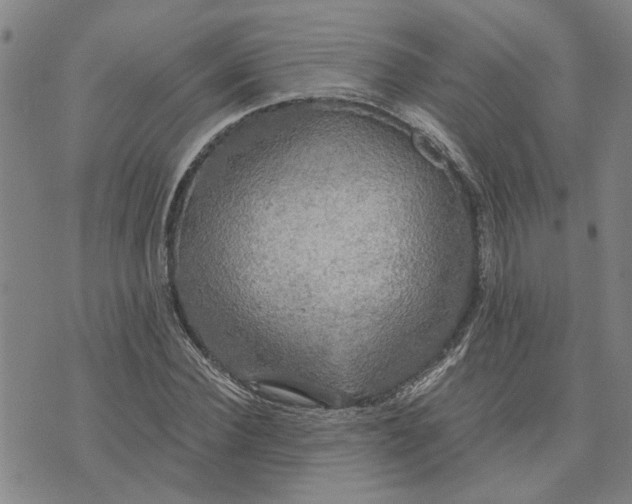 X0000076330924200610161705