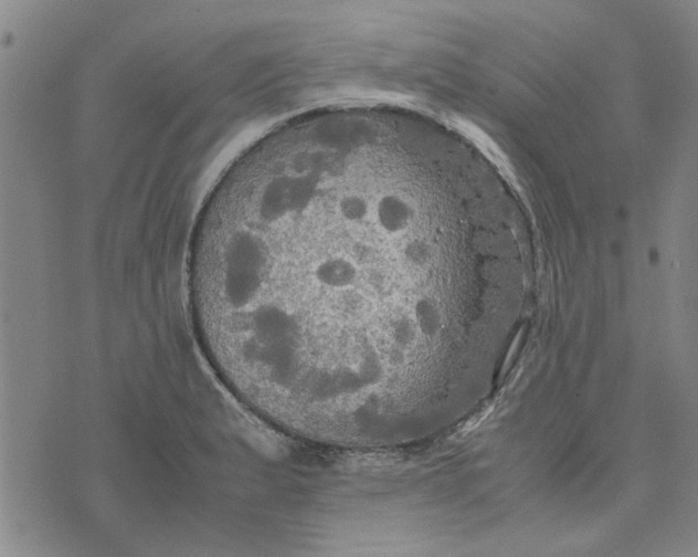 X0000076331183200610161701