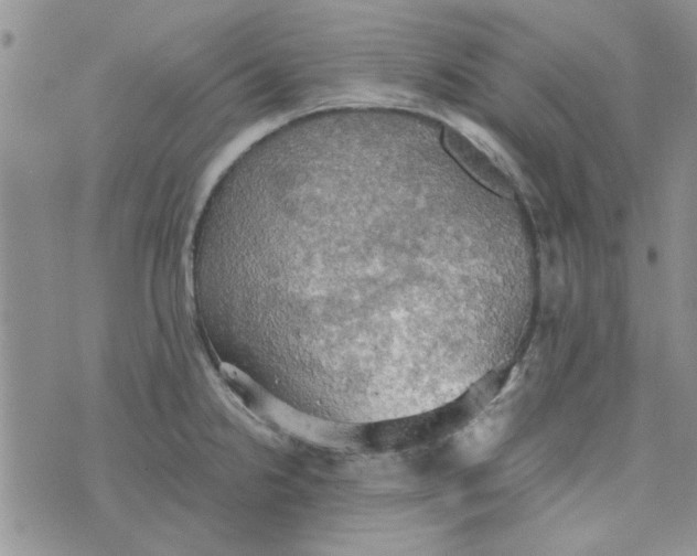 X0000076331238200610161701