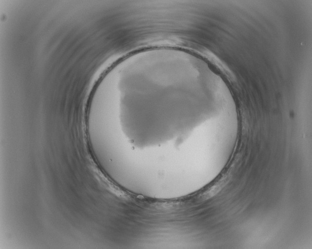 X0000076331240200610161701