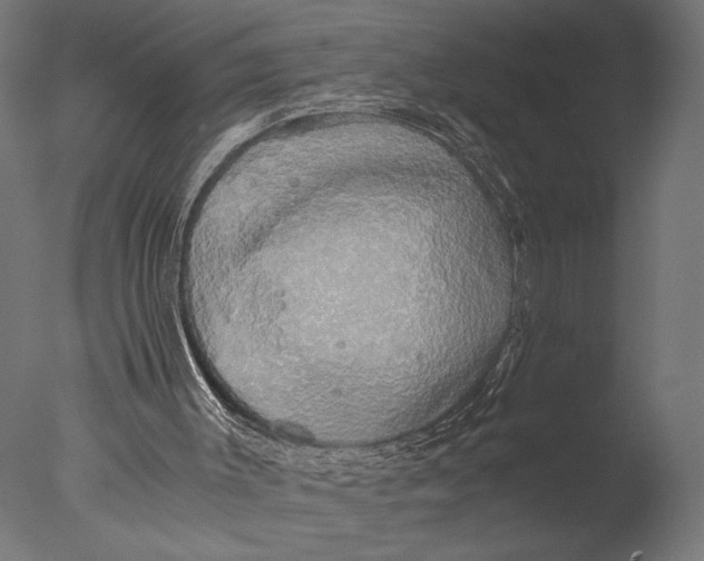 X0000076330003200610201717