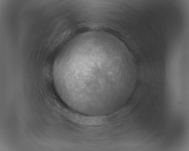 X0000076330044200610201716