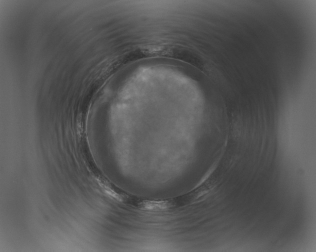 X0000076330085200610201716