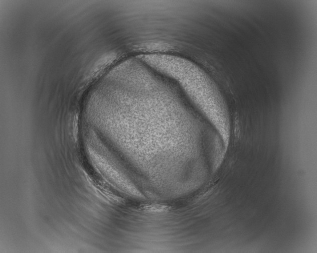 X0000076330206200610201713