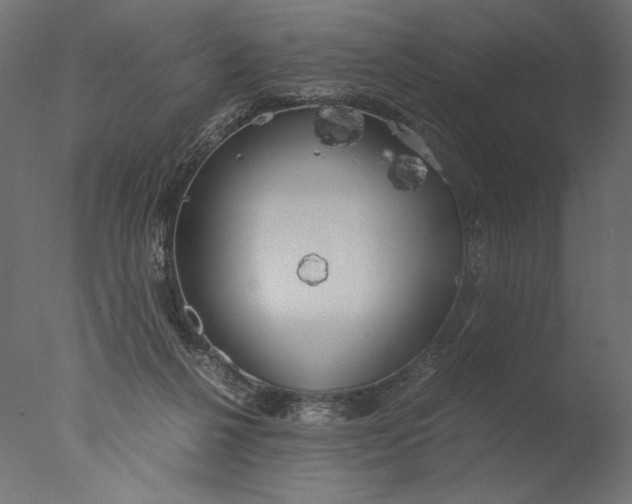 X0000076330264200610201712