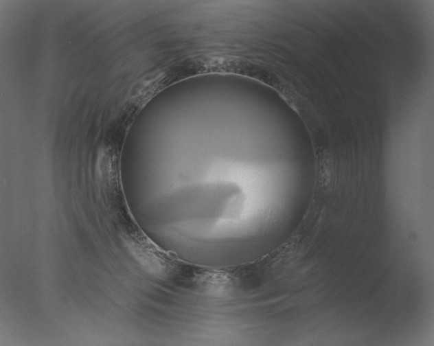 X0000076330276200610201712