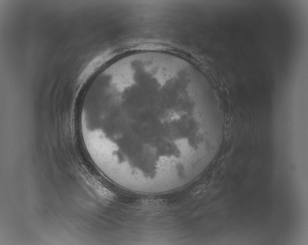 X0000076330296200610201712