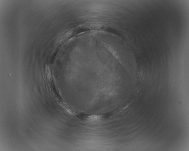 X0000076330335200610201711