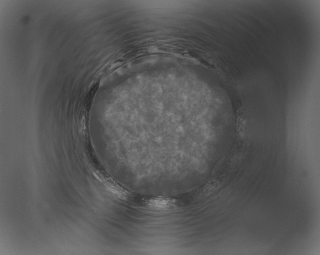 X0000076330375200610201711