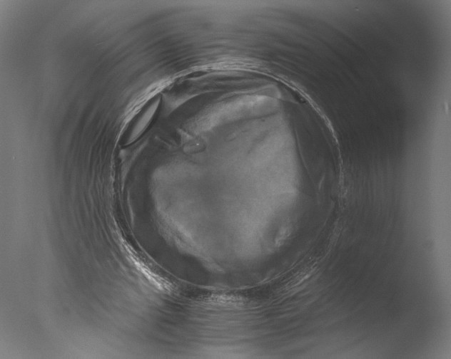 X0000076330437200610201709