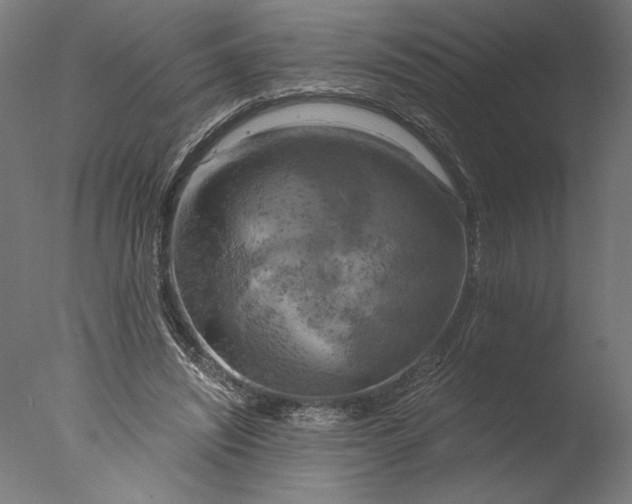 X0000076330444200610201709