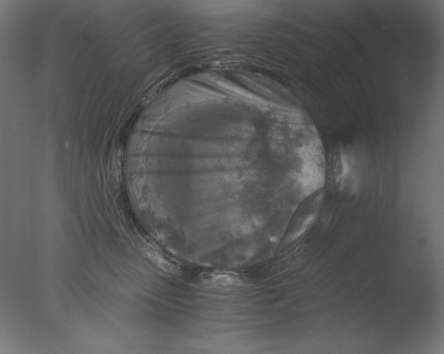 X0000076330475200610201709