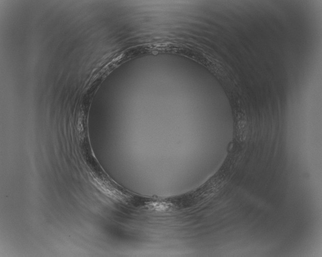 X0000076330654200610201706